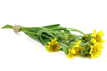 bunch of arnica montana isolated on white background