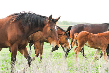 Fototapeta na wymiar Grazing horses. A herd of horses. Horses in the field