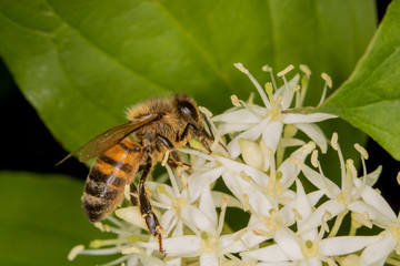 Bee full of pollen collecting nectar