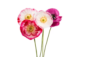 Photo sur Plexiglas Coquelicots beautiful poppy isolated