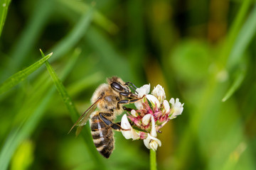 Bee collecting nectar of a small flower