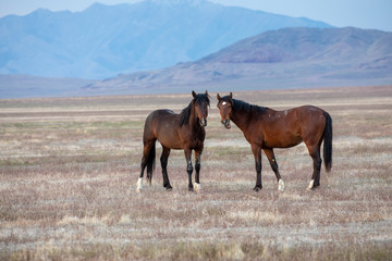 Fototapeta na wymiar A Pair of Wild Horse Stallions in the Desert