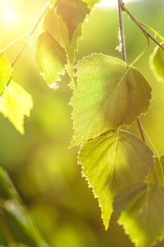 abstract background - birch leaves in the rays of sunlight