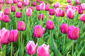 Colorful tulips in spring