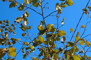 Hazel filbert tree with hazelnuts on the branch 