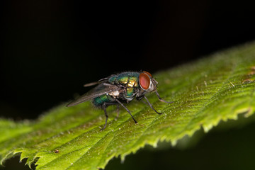 Macro - bluebottle fly