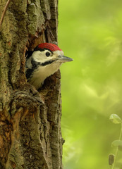 greater spotted woodpecker