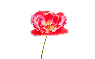 beautiful poppy isolated