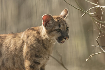 Jeune Puma