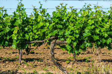 Fototapeta na wymiar Simple graphic landscape of grape vines.