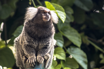 Small monkey popularly known as White-Tailed Sagittarius, Callithrix jacchus, in an area of...