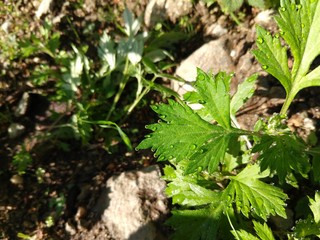 Morning dew droplets on green leave. Slovakia