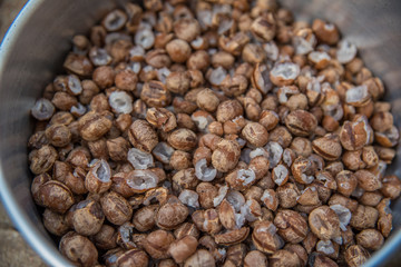 Licuri fruto do coquinho