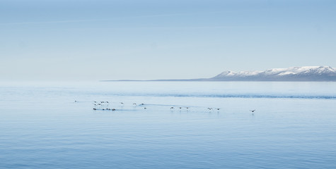 Fototapeta premium Icelandic landscapes full of green grass, sea and blue sky.
