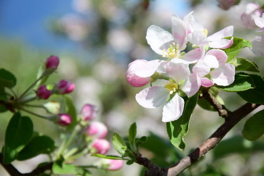 Apfelblüte, Blütezeit in Südtirol