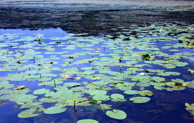 leaves of water lilies floating above the pond water