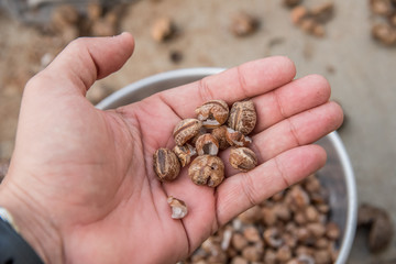 Licuri na palma da mão