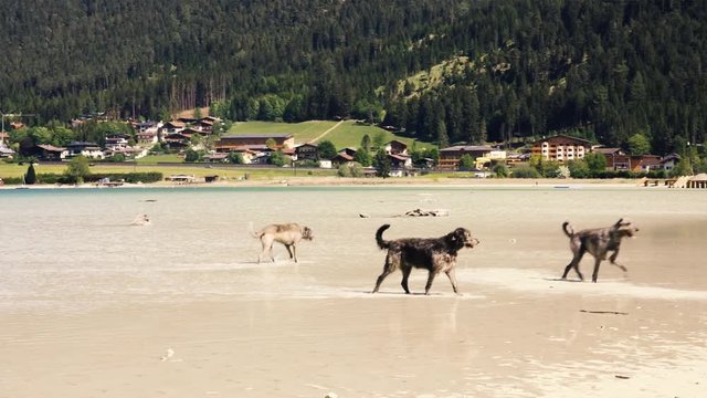 Large dogs run along the beach and water, against the backdrop of beautiful mountains. Irish Wolfhound. The pedigree greyhound.  