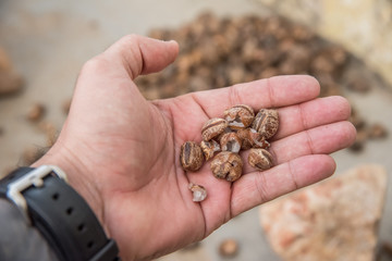 Licuri na palma da mão
