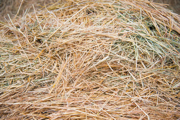 Storage with piles of stacks of hay
