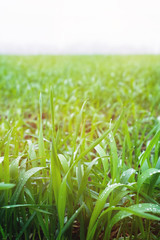 Close-up of green leaves of young wheat on a wheat field in spring. Close-up of morning dew leaves on wheat leaves