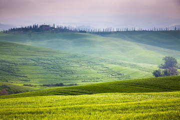 green summer landscape in tuscany, Italy