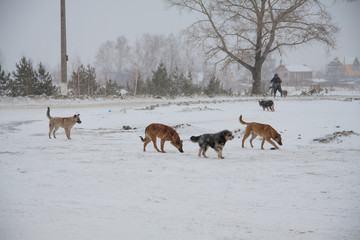 A flock of dogs in a village in Russia