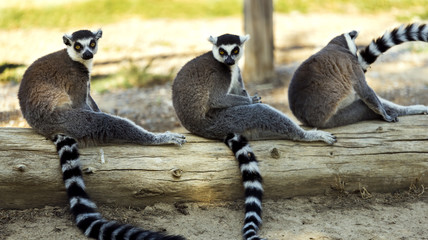 Three ring tailed lemur sitting on a tree on the ground.