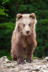 Fototapeta premium Brown bear cub in a spring forest