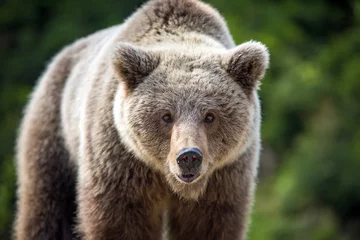 Foto op Plexiglas Brown bear (Ursus arctos) portrait in forest © byrdyak