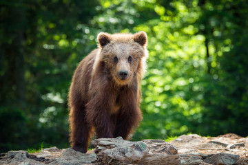 Obraz na płótnie Canvas Brown bear cub in a spring forest