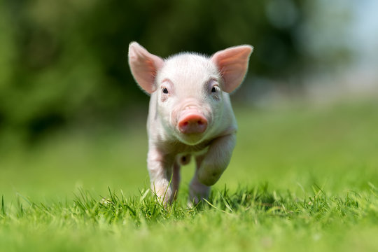 Newborn piglet on spring green grass