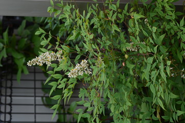Flowers of Nandina