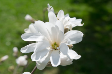 Blooming white Magnolia in the park