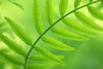 SHINUS MOLLE, FALSA PIMIENTA. DETALLE FOLLAJE