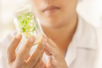 Fototapeta premium Scientist holding plant tissue culture bottle.