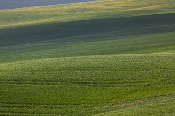 Obraz premium green summer landscape in tuscany, Italy