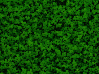 Natural green dark background. Plant and herb texture. Leafs green young fresh clover, shamrock, trefoil. Beautiful background with green clover leaves for Saint Patrick's day. Trifolium, trifoliate