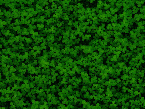 Natural green dark background. Plant and herb texture. Leafs green young fresh clover, shamrock, trefoil. Beautiful background with green clover leaves for Saint Patrick's day. Trifolium, trifoliate