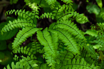 Maidenhair fern closeup © Martina