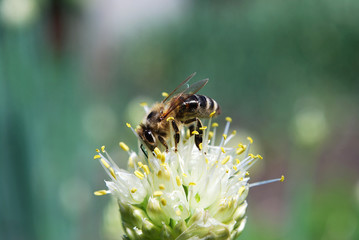 пчела собирает пыльцу