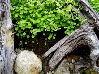 Tiny Leaves of Cascading Greenery Over Natural Driftwood; Ponds and Landscapes