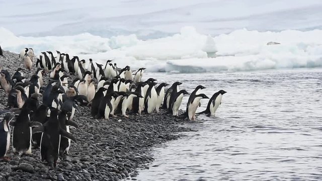 Adelie Penguins walk along beach