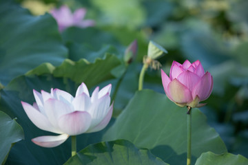 Fototapeta premium twin lotus flowers on one stalk