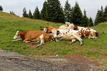 Fototapeta na wymiar Cow in the pasture - Austria..Kuh auf der Weide - Österreich