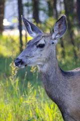 Vertically exposed close up head shot of beautiful roe deer in the woods.