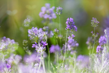 Fototapeta na wymiar Lavender flowers, multiple exposure, shallow depth of field