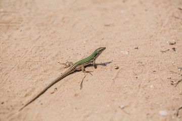 Green Lizard in the sand in the Fasano apulia Italy