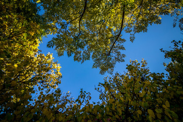 cielo azul entre hojas amarillas