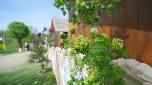 Flowering snowball tree in the wind